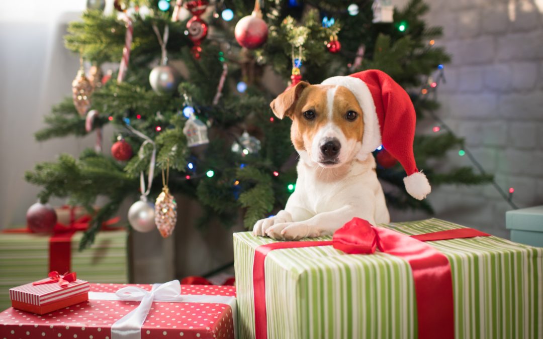 Dogs are Not Just a Christmas Present