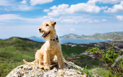 5 reasons to give your dog CBD