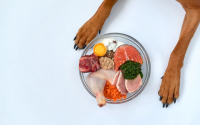 5 Healthy Foods You Can Feed Your Dog