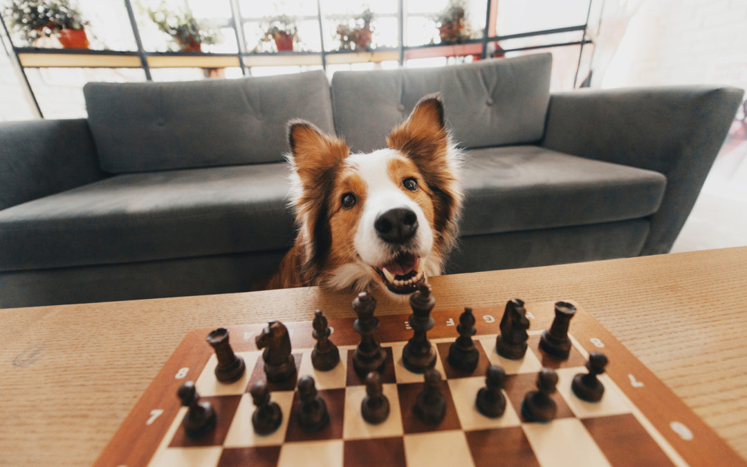 5 Fun Games to Play With Your Dog