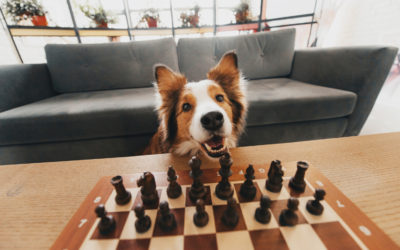 5 Fun Games to Play With Your Dog